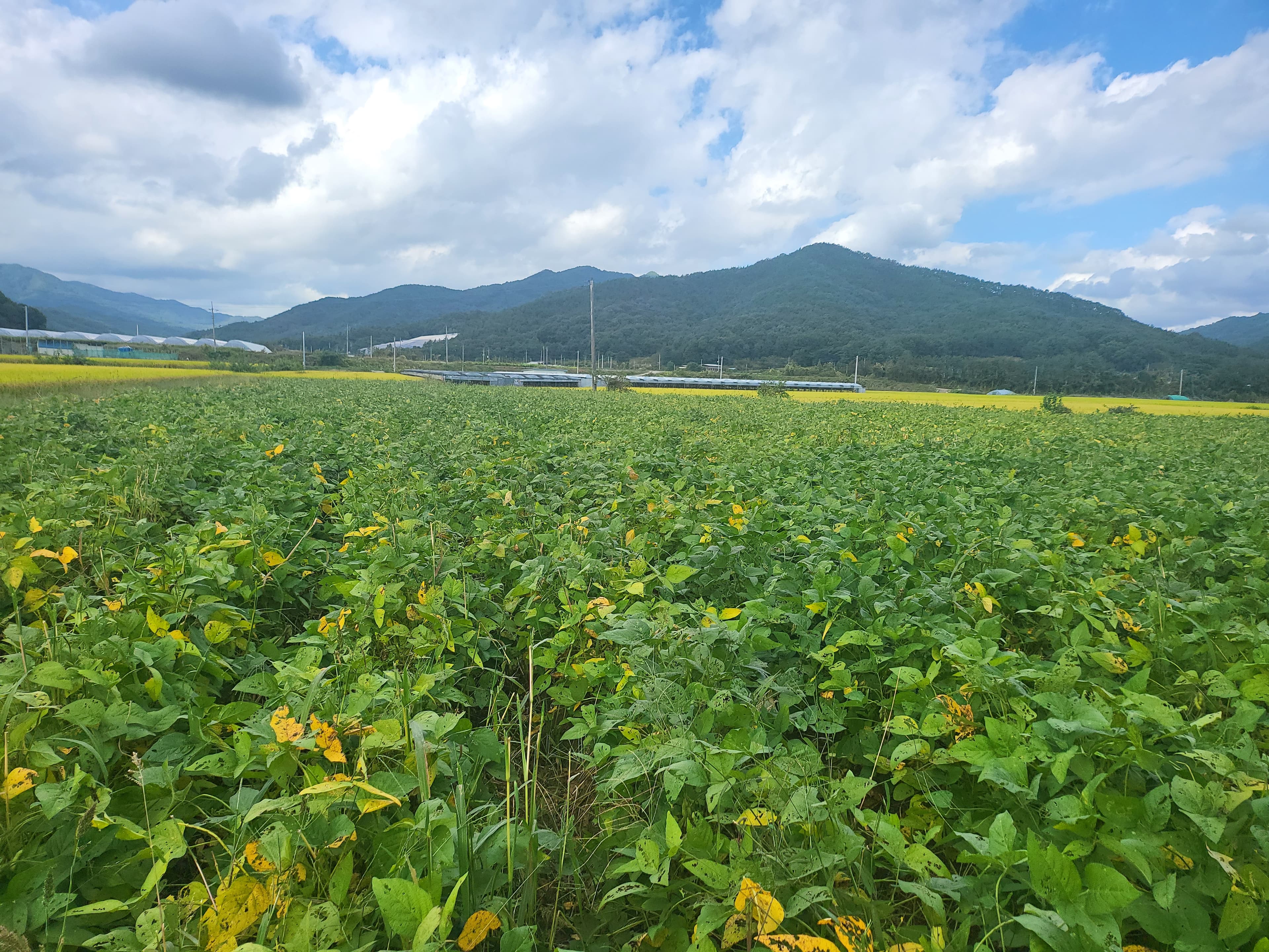 장수메주 원재료 콩